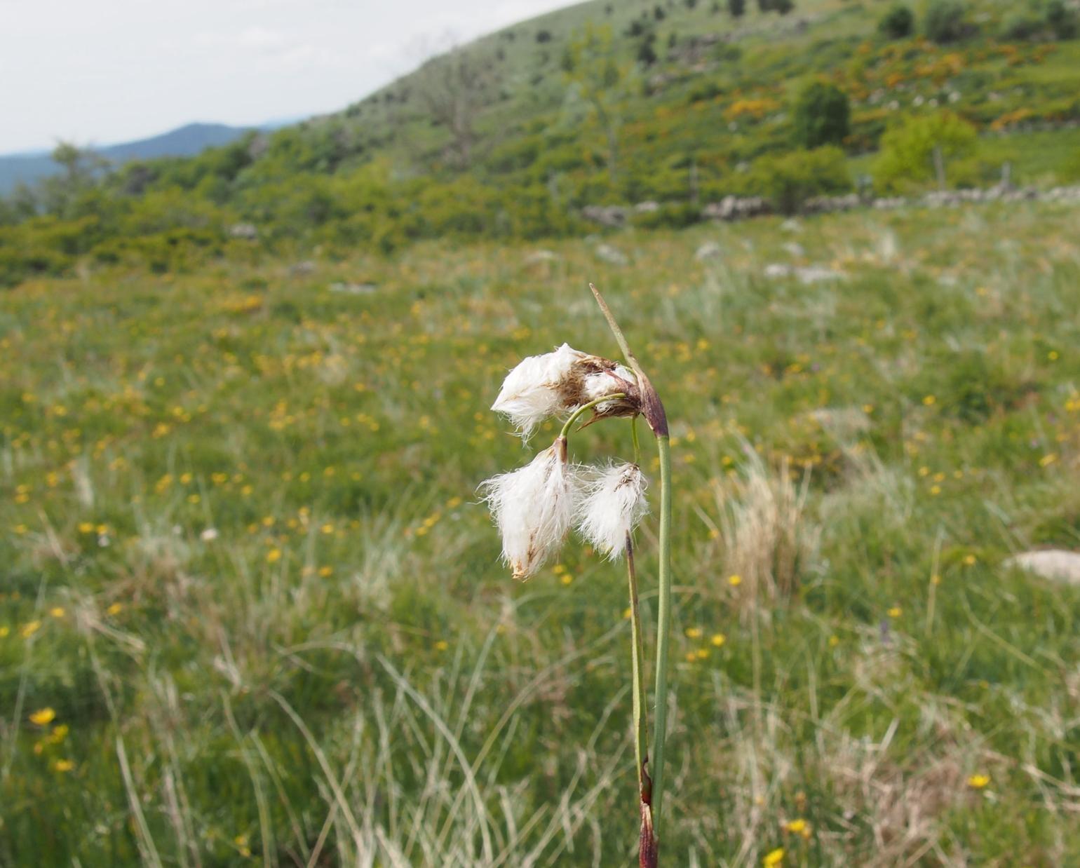 Cotton Grass, Common